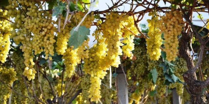 Rusya Pazarının Açılması Üzümcüyü Sevindirdi