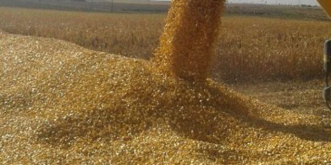 Bakım Koşulu Ve Toprak Yapısı 35 Ton Mısırı Heba Etti