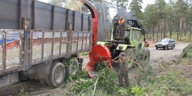 Orman Gençleştirme Çalışmalarında Ekonomiye Katkı