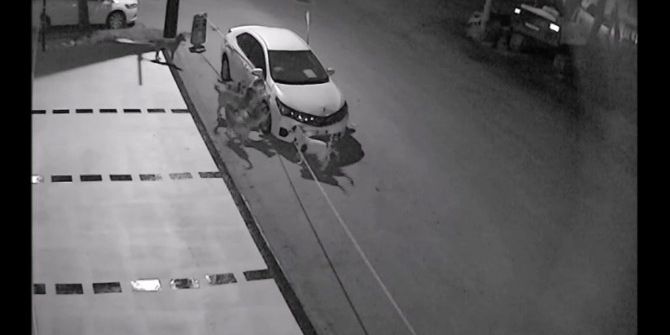 Sokak Köpekleri Otomobilin Tamponunu Parçaladı