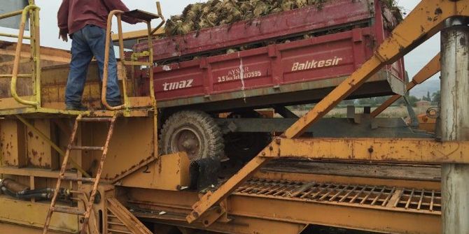 Yenişehir’de 50 Bin Ton Pancar Rekoltesi Bekleniyor