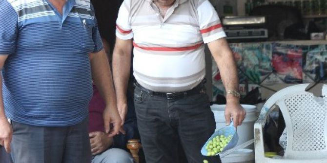 Kilis’te Sofralık Yeşil Zeytin Piyasada