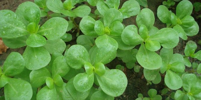 Semizotu İle Hastalıklara Meydan Okuyun