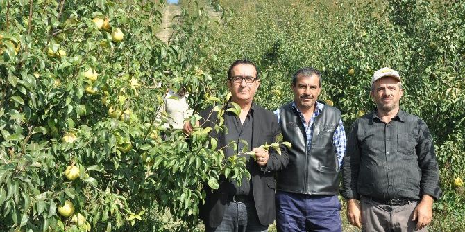 İnegöl’de Elma Hasadı Başladı