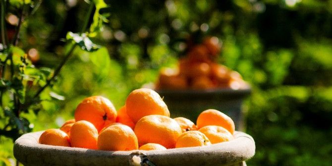 Satsuma Mandalina İhracatında Rusya Coşkusu Yaşanıyor