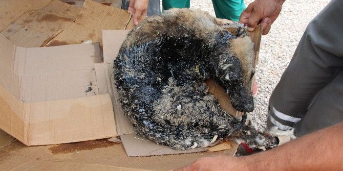 Zifte Giren Köpek Kurtarıldı