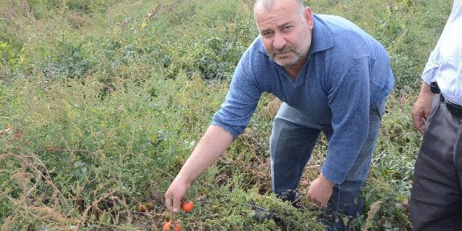 Sebzede Hasat Yılı Sonu