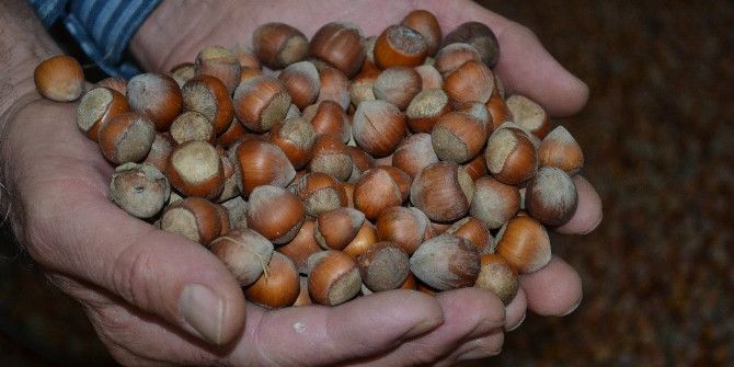 Fındık Çakıldı, Üreticili Tepkili