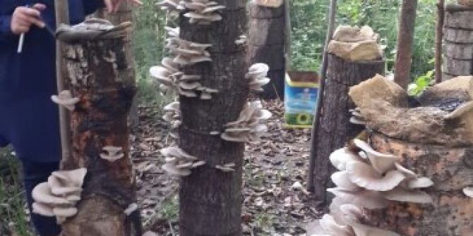 İstiridye Mantarında Sonuç Başarılı