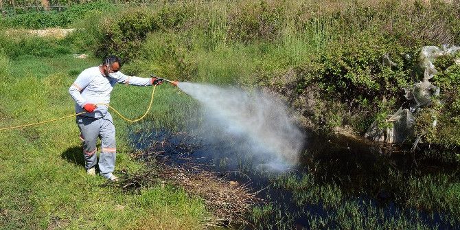 Büyükşehir Belediyesi, Haşere İle Mücadeleyi Sürdürüyor