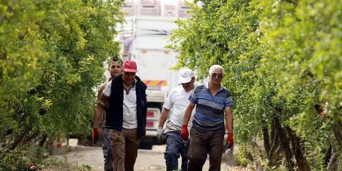 Nar Üreticisini Rus Pazarı Da Sevindiremedi