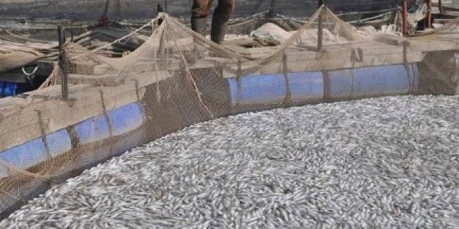 Alabalık Tesisinde Yaklaşık 1,5 Milyon Balık Telef Oldu