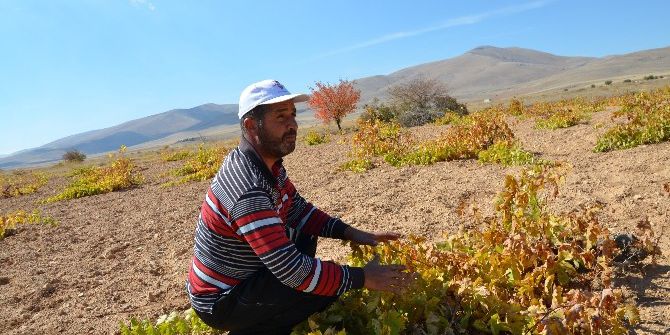 Darende’de Üzüm Yetiştiriciliği Yok Olmak Üzere