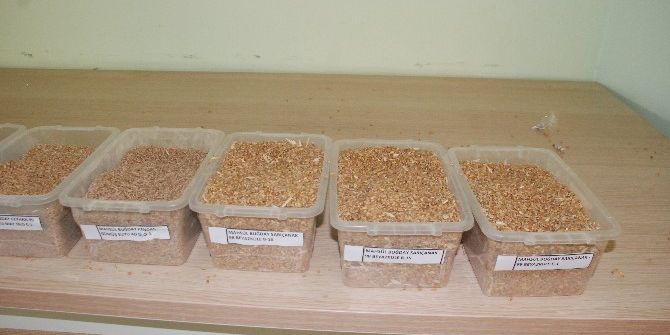 Şutb’de Buğday İhalesi Yapıldı