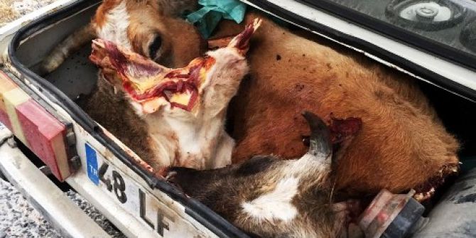 Hırsızlığın Böylesi