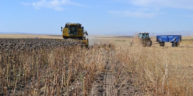 Ağrı’da Yağlık Ayçiçeği Hasadı Başladı