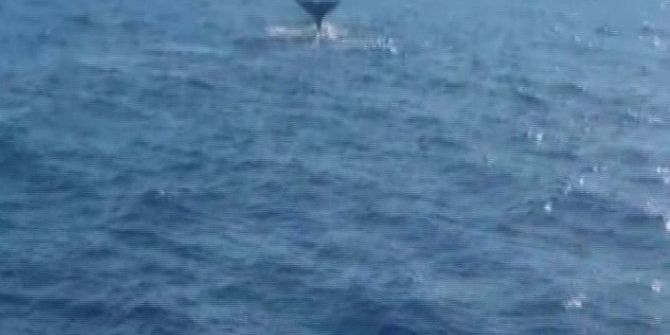 Sevimli Balina Çifti Marmaris Sularında