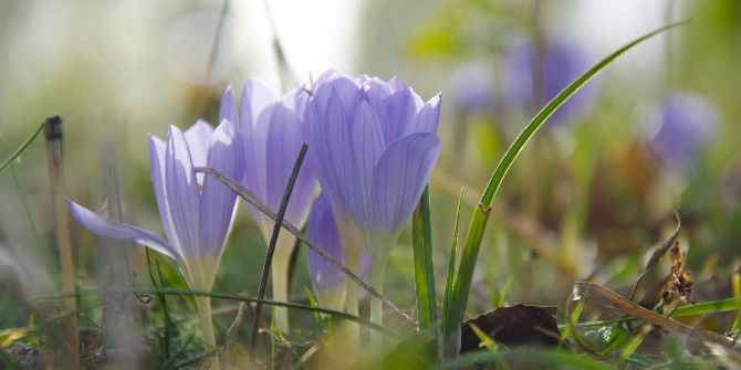 Ovacık’ta Vargit Çiçekleri Açtı