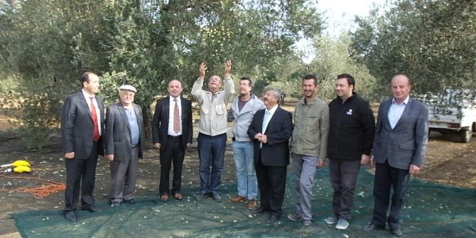 Burhaniye’de Belediye Zeytinleri İhaleye Çıktı