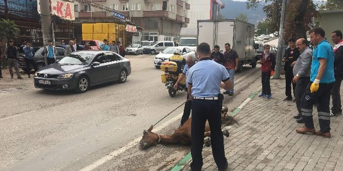 Bursa’da Açlıktan Yere Yığılan Ata Operasyon