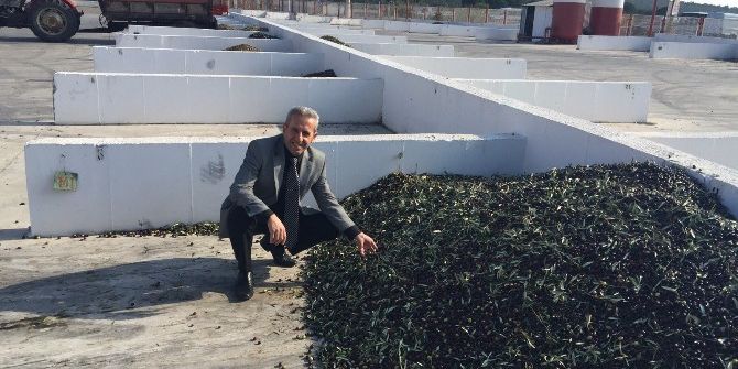 Ayvalık’ta Tariş Zeytin Rekolte Beyannamelerinde Son Başvuru 1 Kasım
