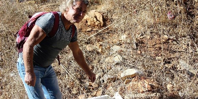 Balıkçılar Yaban Domuzlarını Elleriyle Besliyor