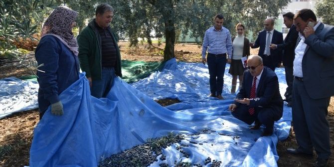 Başkan Sargın Çiftçilerle Zeytin Sezonunu Açtı