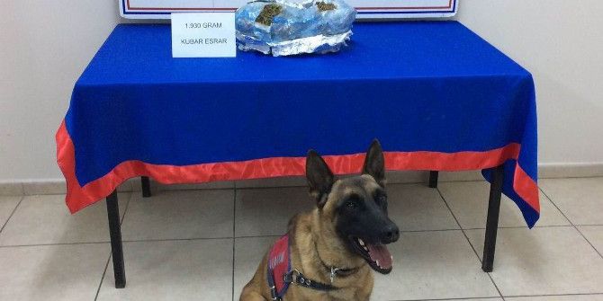 Sivas’ta 1 Kilo 930 Gram Esrar Yakalandı