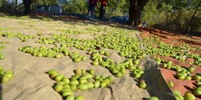 Sofralık Zeytini Rekor İhracat Fiyatı Da Kurtaramadı