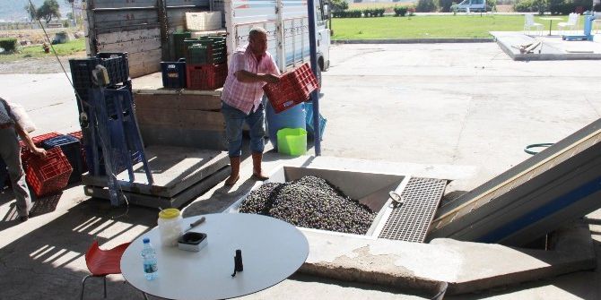 Foça’da Erken Hasatla İlk Zeytinyağı Sıkımı