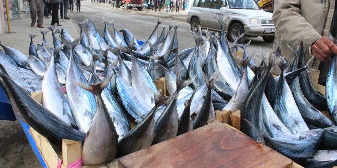 Tekirdağ Palamuda Doydu