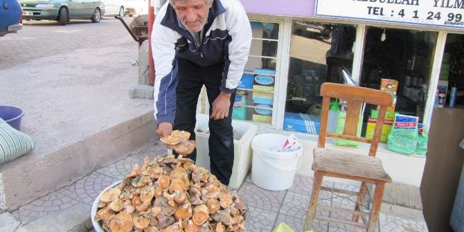 Hisarcık’ta Melki Mantarı Tezgaha İndi