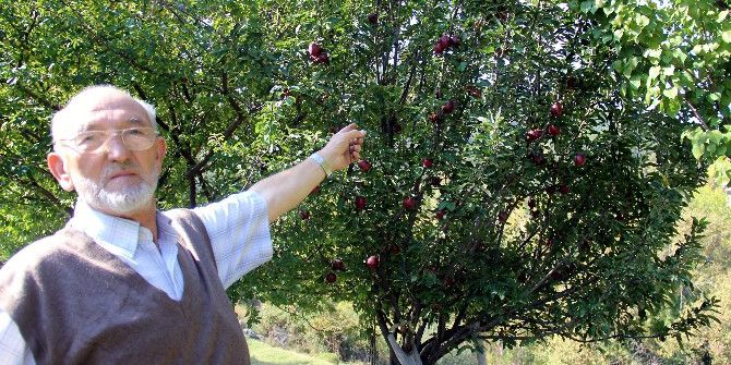 Bu Ağaçların Meyvesini Yemek Ücretsiz