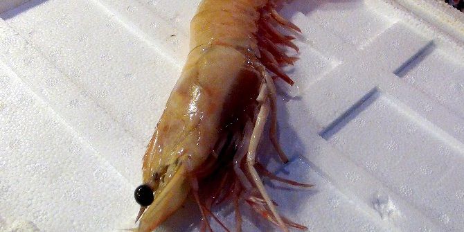 Türkiye’de Denizden Çıkan En Büyük Karides Görenleri Şaşırtıyor