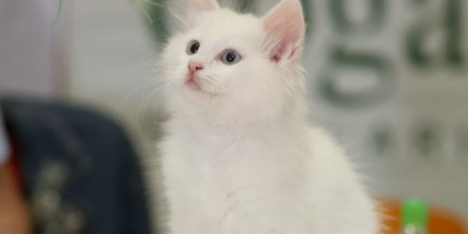 Dünyanın En Güzel Kedileri Birincilik İçin Yarıştı