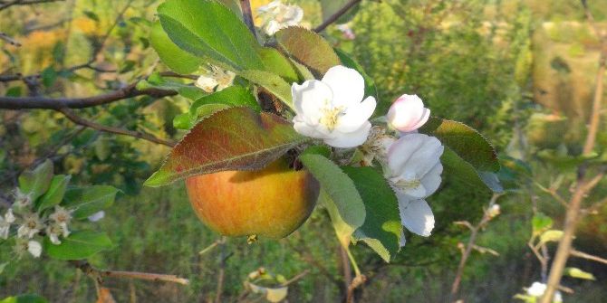 Doğanşehir’de Ağaçlar Çiçek Açtı