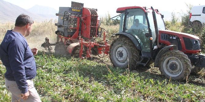 Muradiye’de Şeker Pancarı Sökümü