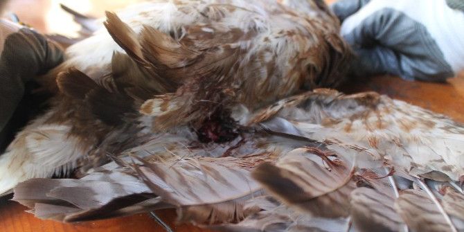 Jandarmanın Bulduğu Yaralı Şahin Tedavi Altına Alındı