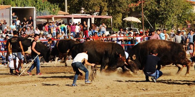 Boğalar Spor İçin Güreşti