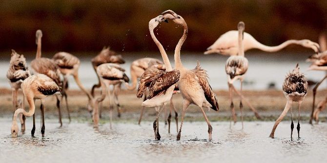 Türkiye’nin Kuşları Belgesel Oldu