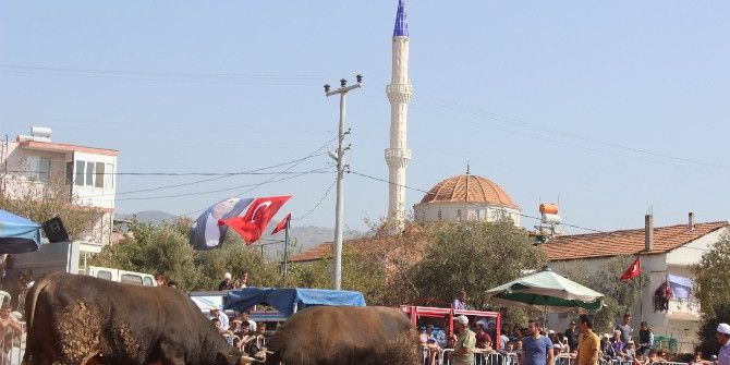Aydın’da Boğalar Kıran Kırana Güreşti