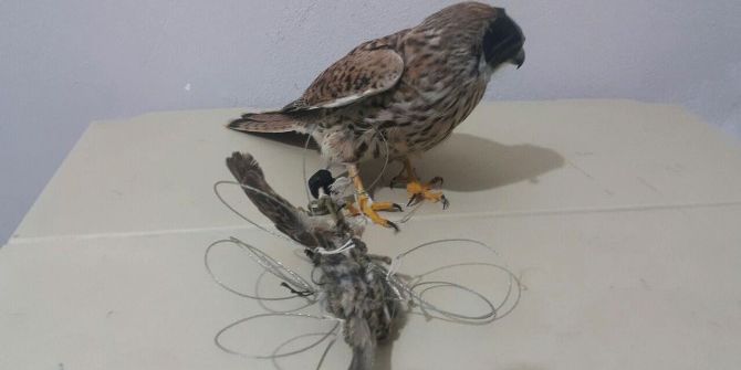 Tarsus’ta Şahin Avcıları Yakalandı