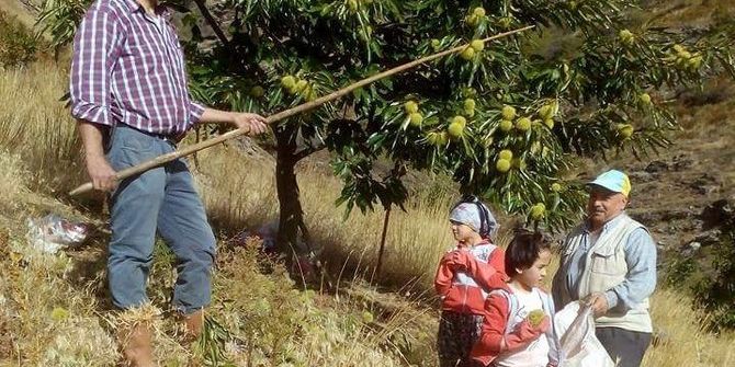 Aydın’da Kestane Hasadı Başladı