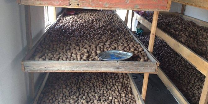 10 Yılda Tonlarca Ceviz Ürettiler