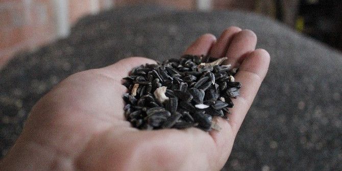 Üreticiler, Tarım Kredi’nin Ayçiçeği Alımından Memnun