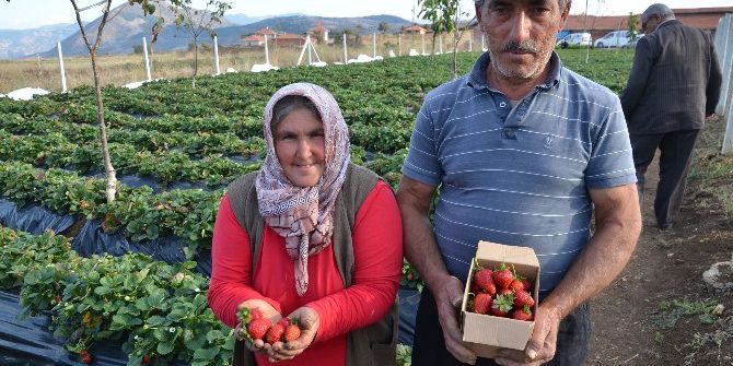Çilek Yetiştiriciliği Dikenli Köyü İçin Geçim Kaynağı Oldu