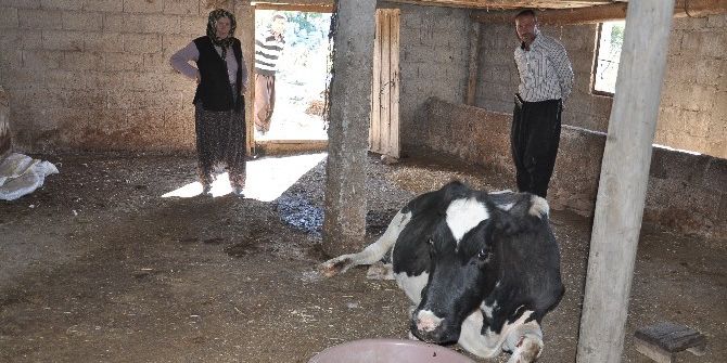 2 Gün Yol Açıp İneği Kurtardılar