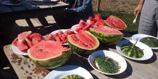 Bursa’da Kıbrıs Kabağı Yetiştirildi