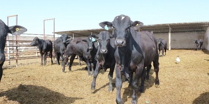 Küçük İşletmeler Büyüme Yolunda