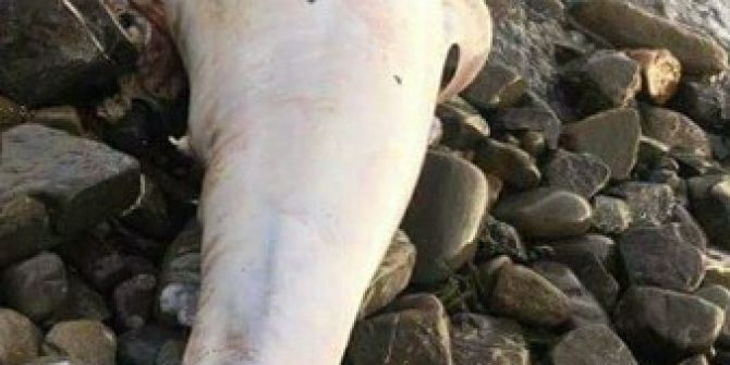 Kıyıya Vuran Yunusta Mermi İzi